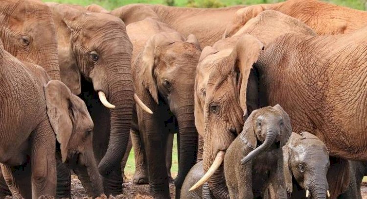 Gene encontrado em elefantes pode ser chave para evitar o câncer, dizem cientistas