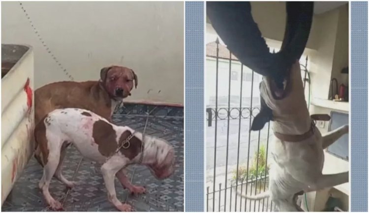 Polícia prende dono de canil irregular na Zona Oeste de SP; sete pitbulls foram encontrados com sinais de maus tratos