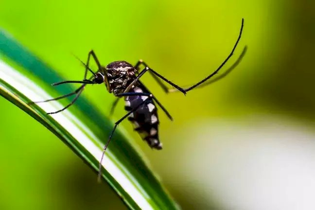 Casos e mortes de dengue disparam no Brasil; mudança climática faz vírus circular até no inverno