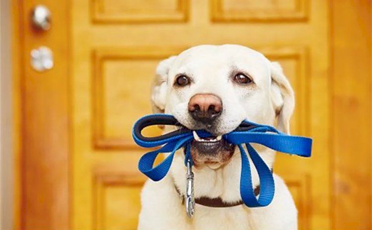 Vai viajar? Veja cuidados importantes para levar os pets em segurança