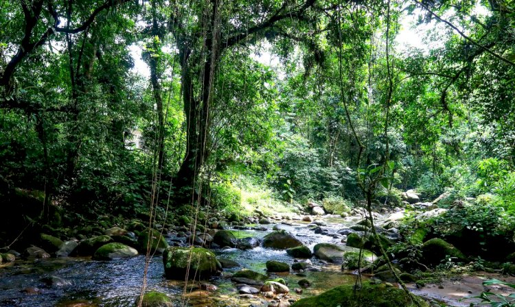 Projetos privados mantêm reservas ecológicas na Mata Atlântica