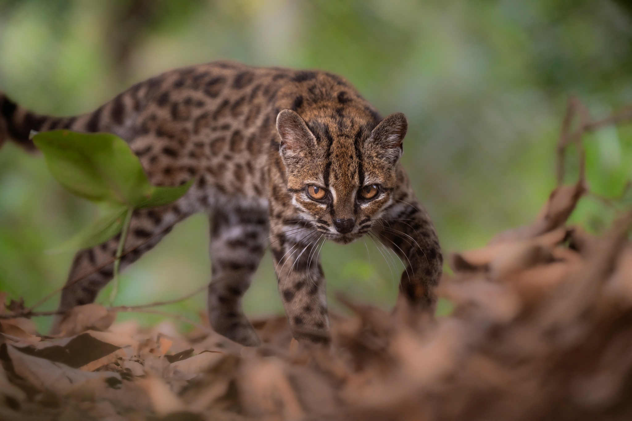 Nova espécie de felino é identificada na Bolívia pela primeira vez em mais de um século