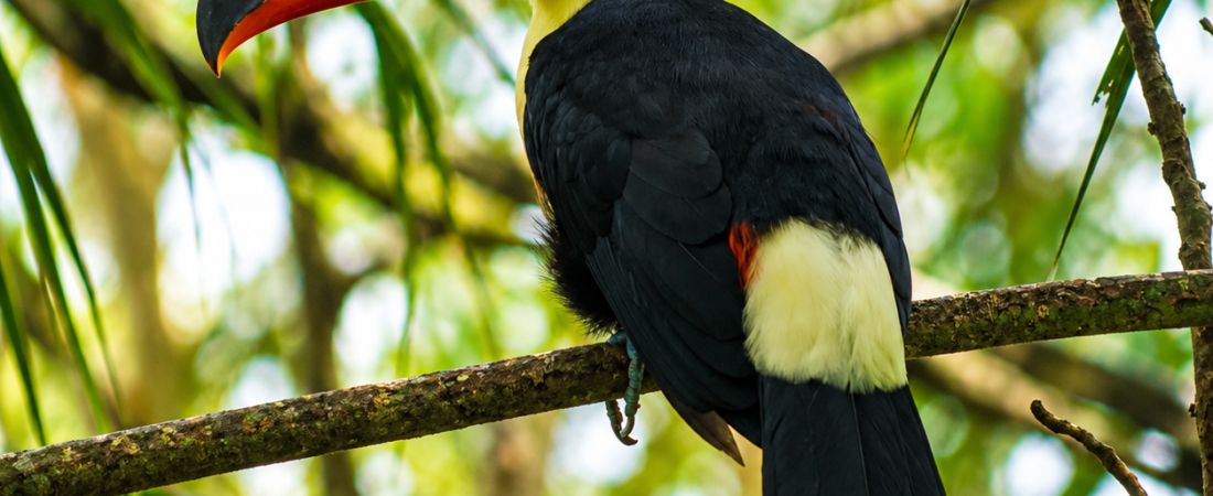 Mundo precisa de mais US$ 1,3 trilhão por ano para proteger a biodiversidade