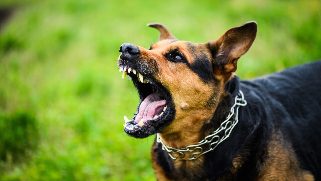 Rio confirma caso de raiva em cachorro após contato com morcego
