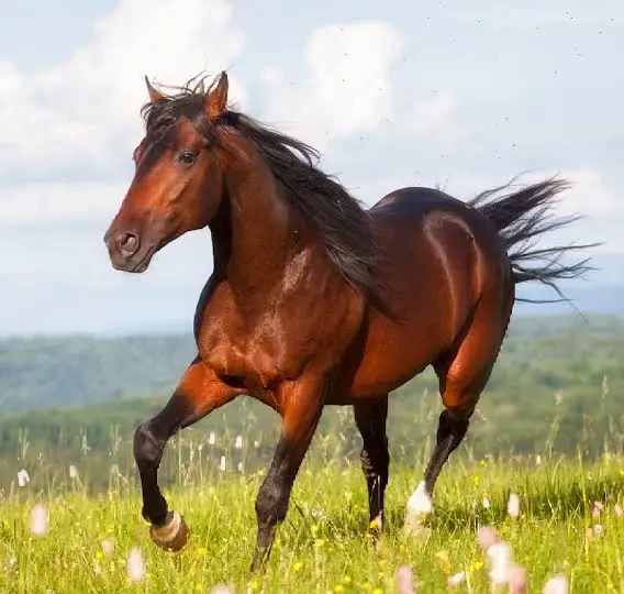 Por que cavalos conseguem dormir em pé? Entenda como funciona o sono dos equinos