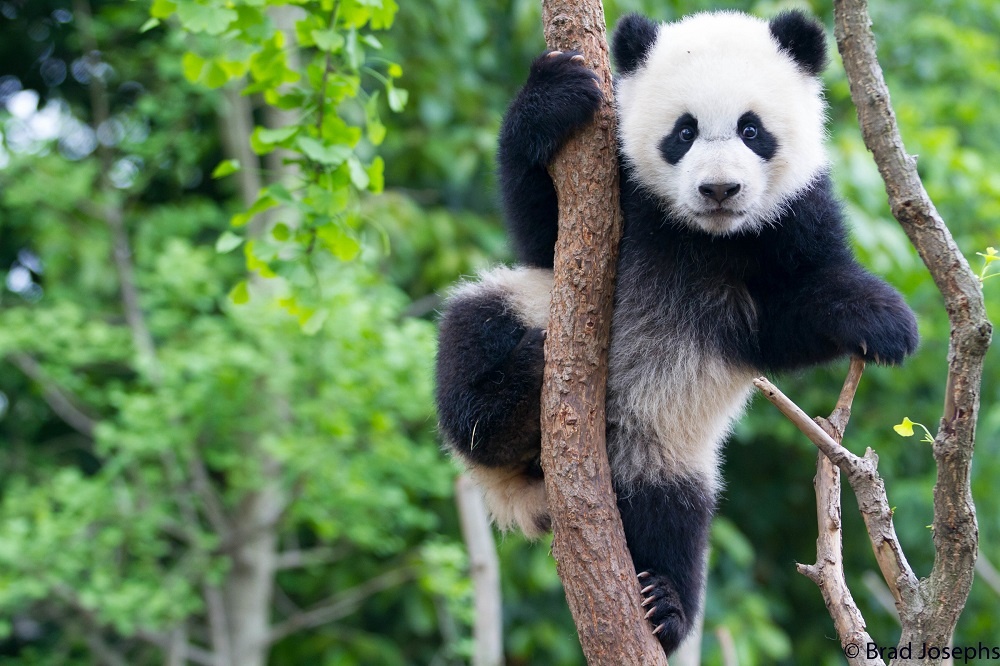 Por que dois pandas entraram na diplomacia de Trump e Xi Jinping?